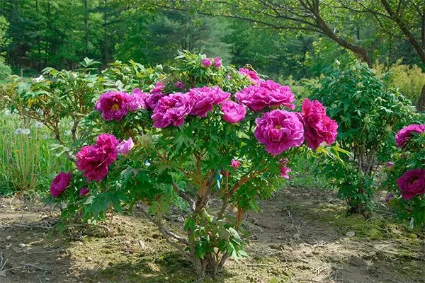 Советы ландшафтного дизайнера4 посадка пионов37