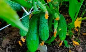 созревание огурцов Санькина любовь22