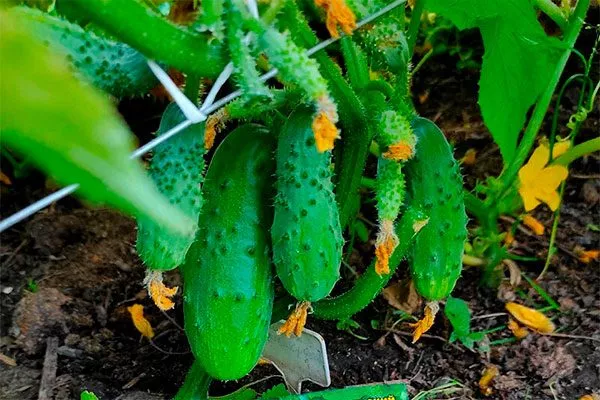 созревание огурцов Санькина любовь22