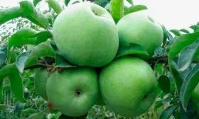 созревание яблони Семеренко