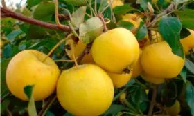 созревание яблони уральское наливное14