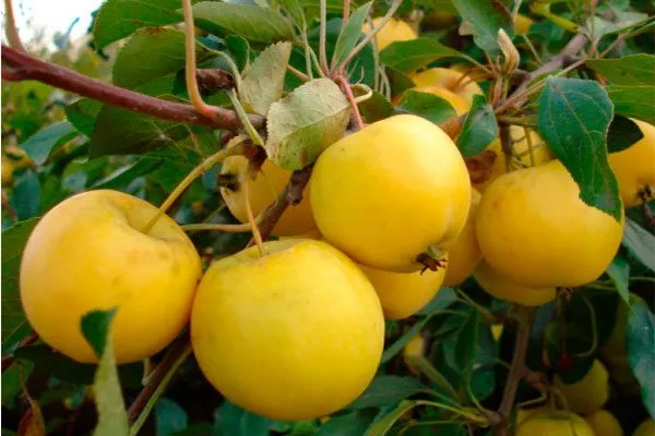 созревание яблони уральское наливное14