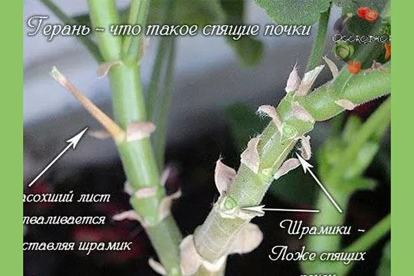 спящие почки формировка 55