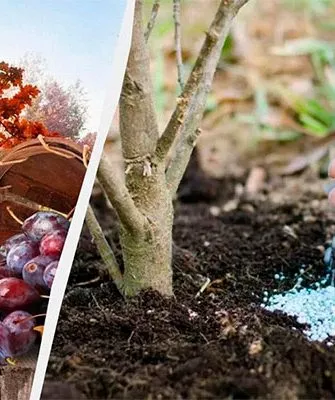 Сразу после сбора урожая подкормить сливу44