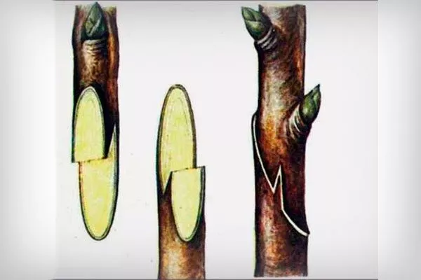 Срезы плотно совместите, обязательно соединяя камбиальные слои