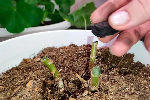 срезы присыпано углем Формирование герани23