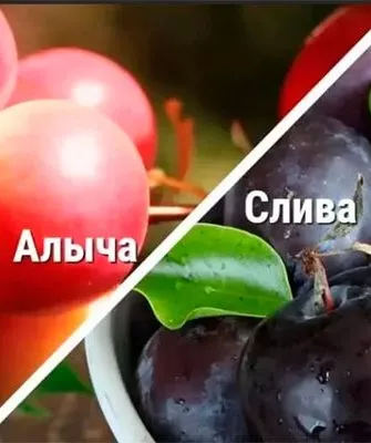 Сроки созревание Алыча и слива15