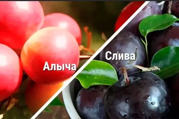 Сроки созревание Алыча и слива15