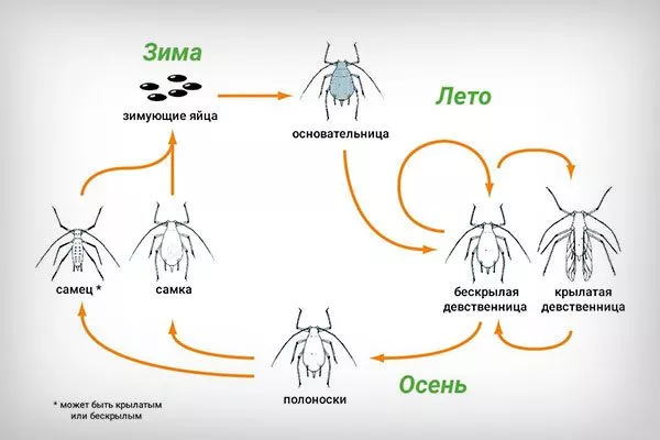 стадии развития тли