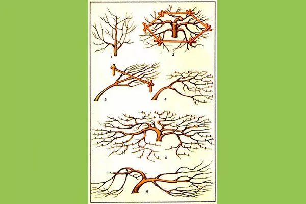 Стланцевая Обрезка яблони62