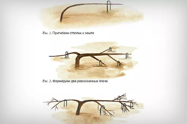 Стланцевая1 Обрезка яблони63