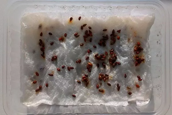 стратификация ирги Размножение ирги25