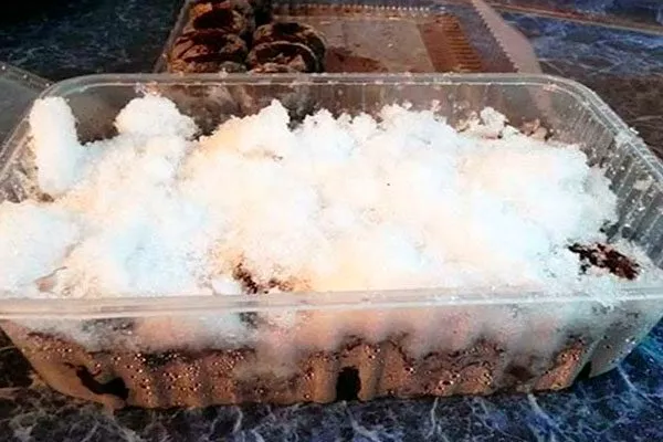 Стратификация Размножение ирги26