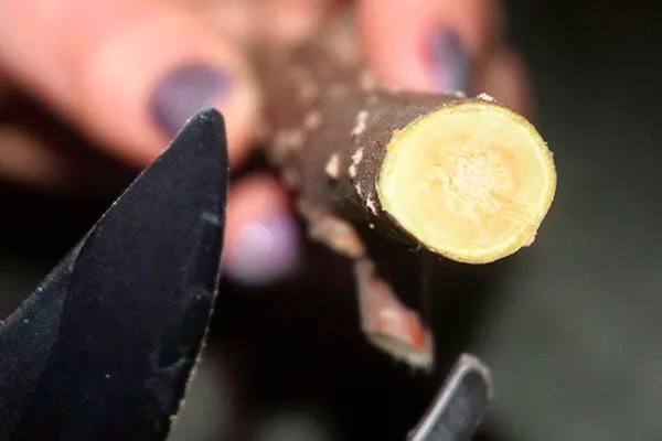 Ствол или ветку подвоя аккуратно обрежьте поперёк