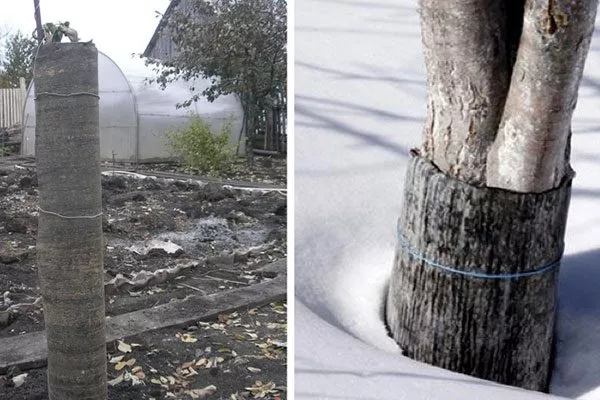 Ствол оберните рубероидом или полиэтиленом трескается кора груши19