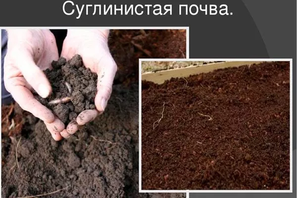 Суглинистые почвы как поливать14