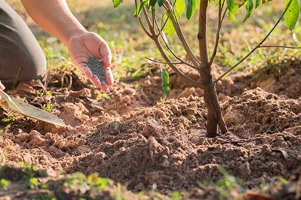 сухие компоненты заделывайте в почву Подкормка алычи42