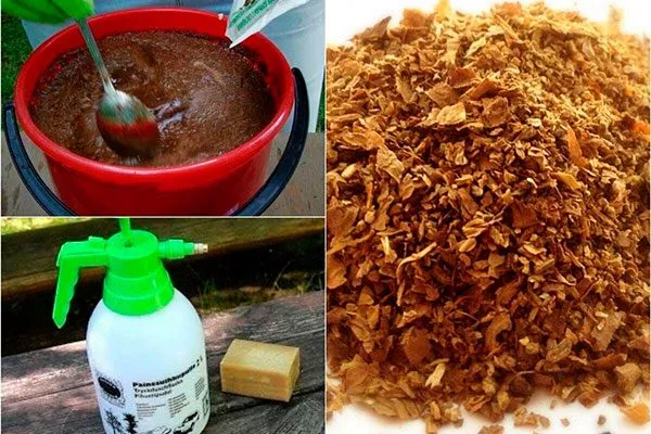 табачный настой Паутинный клещ10