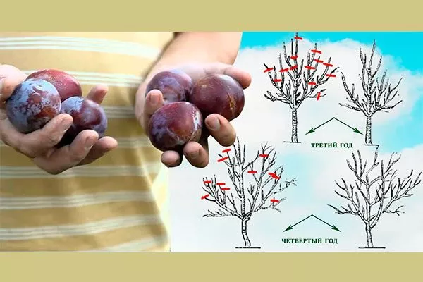 Технология осенней обрезки