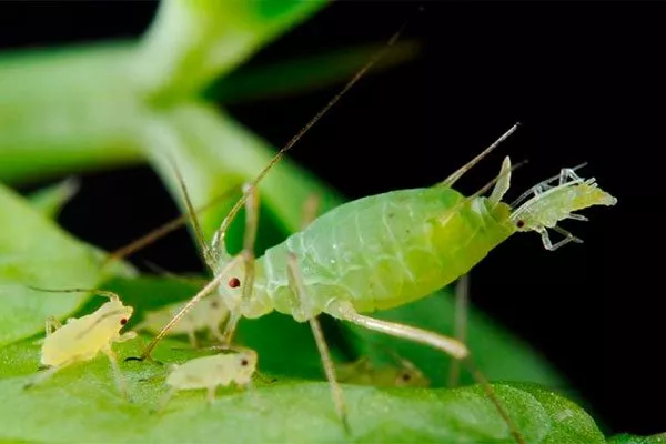 тли уход за грушей56