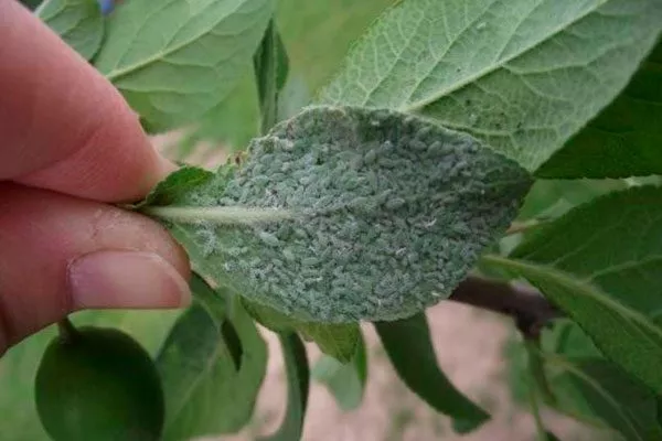 Тля болезни алычи12