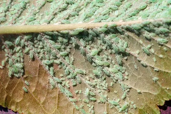 Тля для сибири и урала56