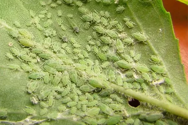 тля на листе