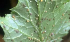 тлю огурцов Шопен19