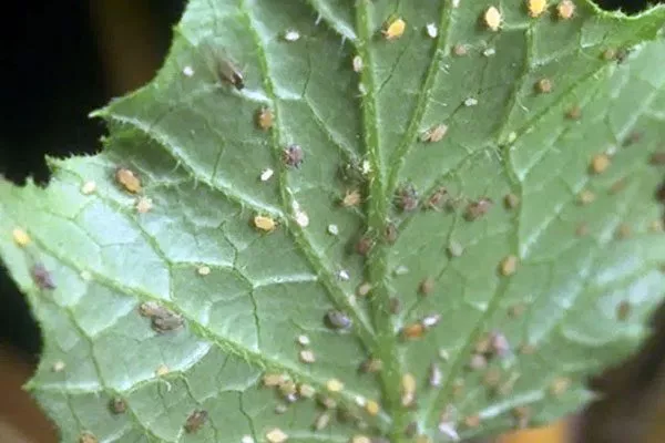 тлю огурцов Шопен19