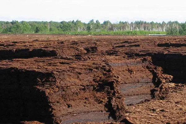 Торф Критерии выбора почвы23