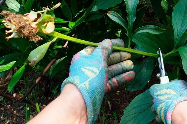 Травянистые пионы обрезка пионов30