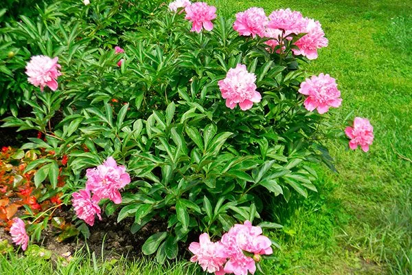 Травянистые пионы саженец посадка пионов38