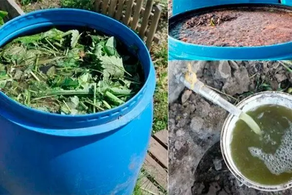 Травяной настой (зелёное удобрение) как удобрять пеларгонию33