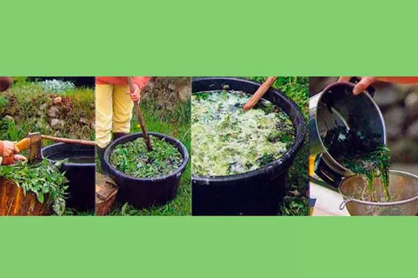 Травяные настойки для яблони50