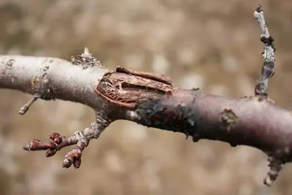 Цитоспороз трескается кора груши21