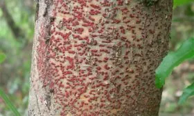 цитоспороз Яблони Долго19