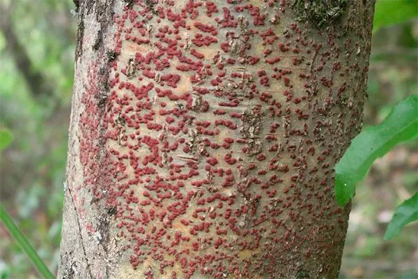 цитоспороз Яблони Долго19