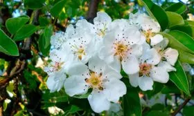 цветение груши Память Жегалова28