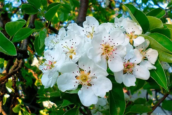 цветение груши Память Жегалова28