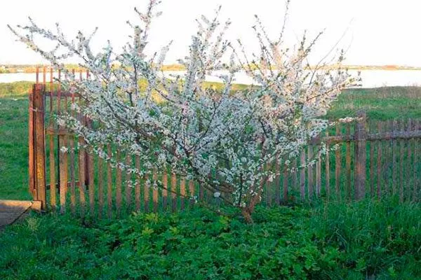 цветение нет плодов у алычи11