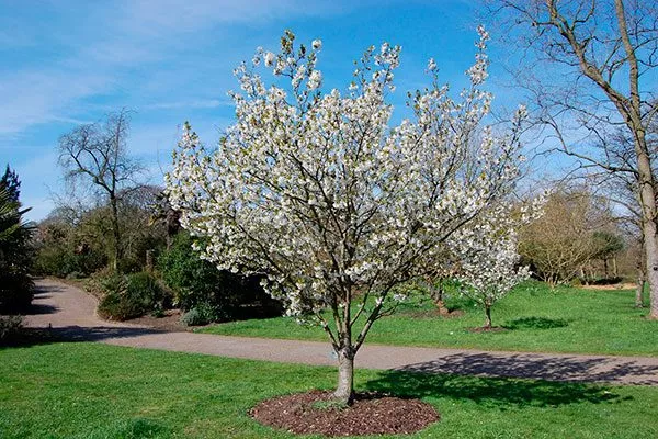 цветение Опыление груши18