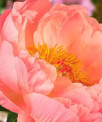цветение пиона Корал Чарм