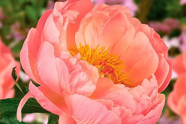 цветение пиона Корал Чарм