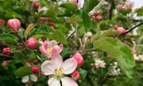 цветение Яблони Долго18