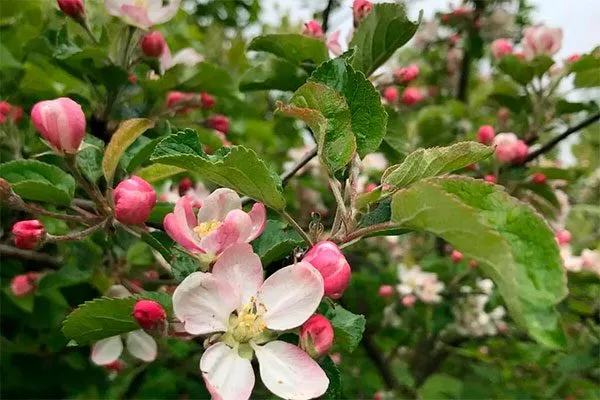 цветение Яблони Долго18