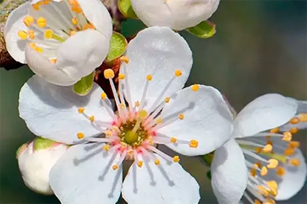 цветок алычи сравнение14