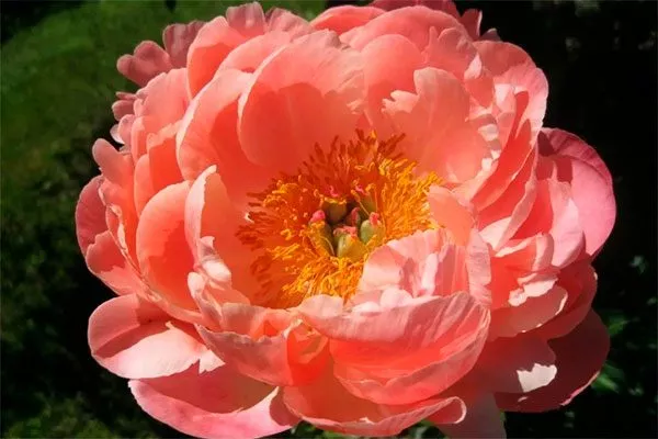 цветок пиона Корал Чарм