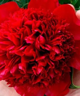 цветок пиона Ред Чарм16