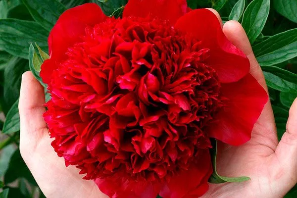 цветок пиона Ред Чарм16