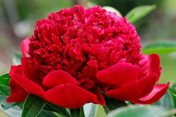 цветок сбоку пиона Ред Чарм15